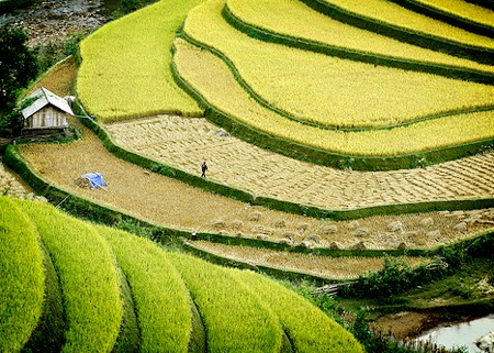 A Culture Tourism Week of Hoang Su Phi terraced rice fields  - ảnh 1